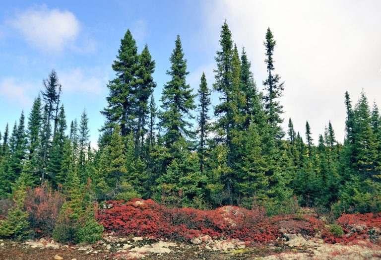 Parc national des Grands-Jardins
