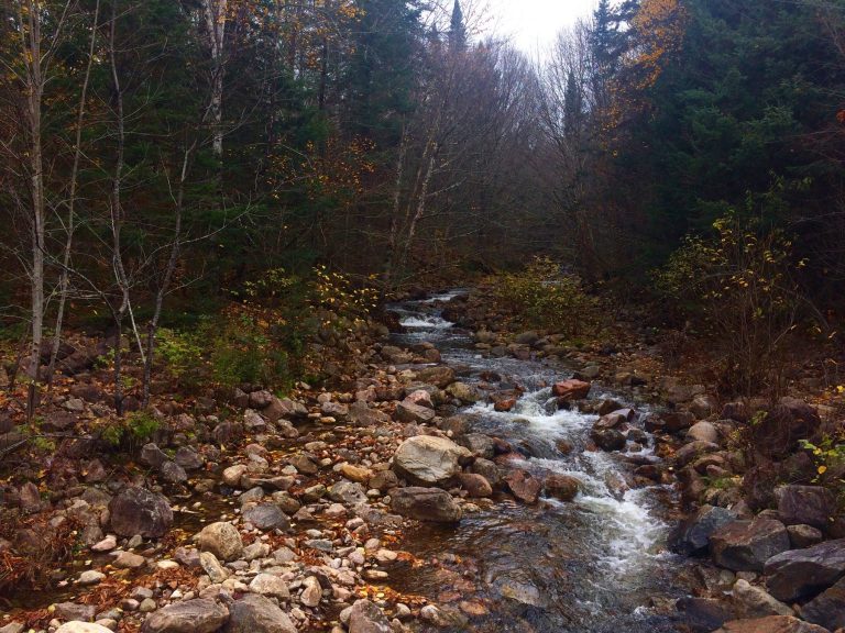 A forest stream in fall colour, Parc national du Mont-Tremblant, Quebec