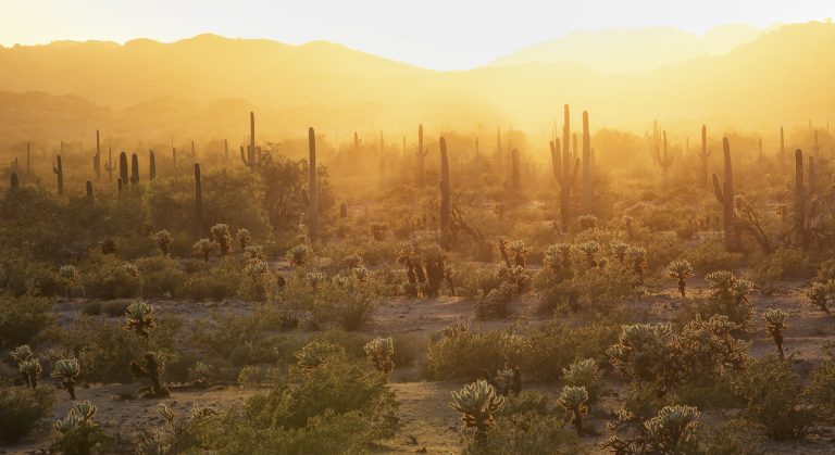 Sonoran Desert National Monument