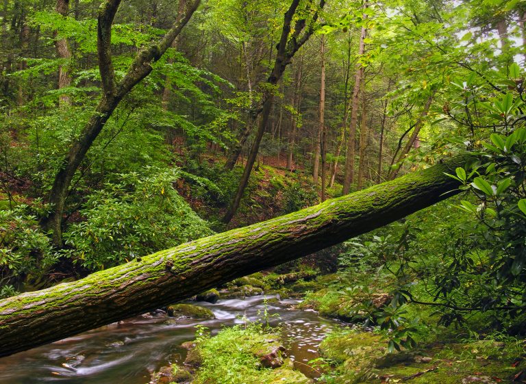 Stokes State Forest