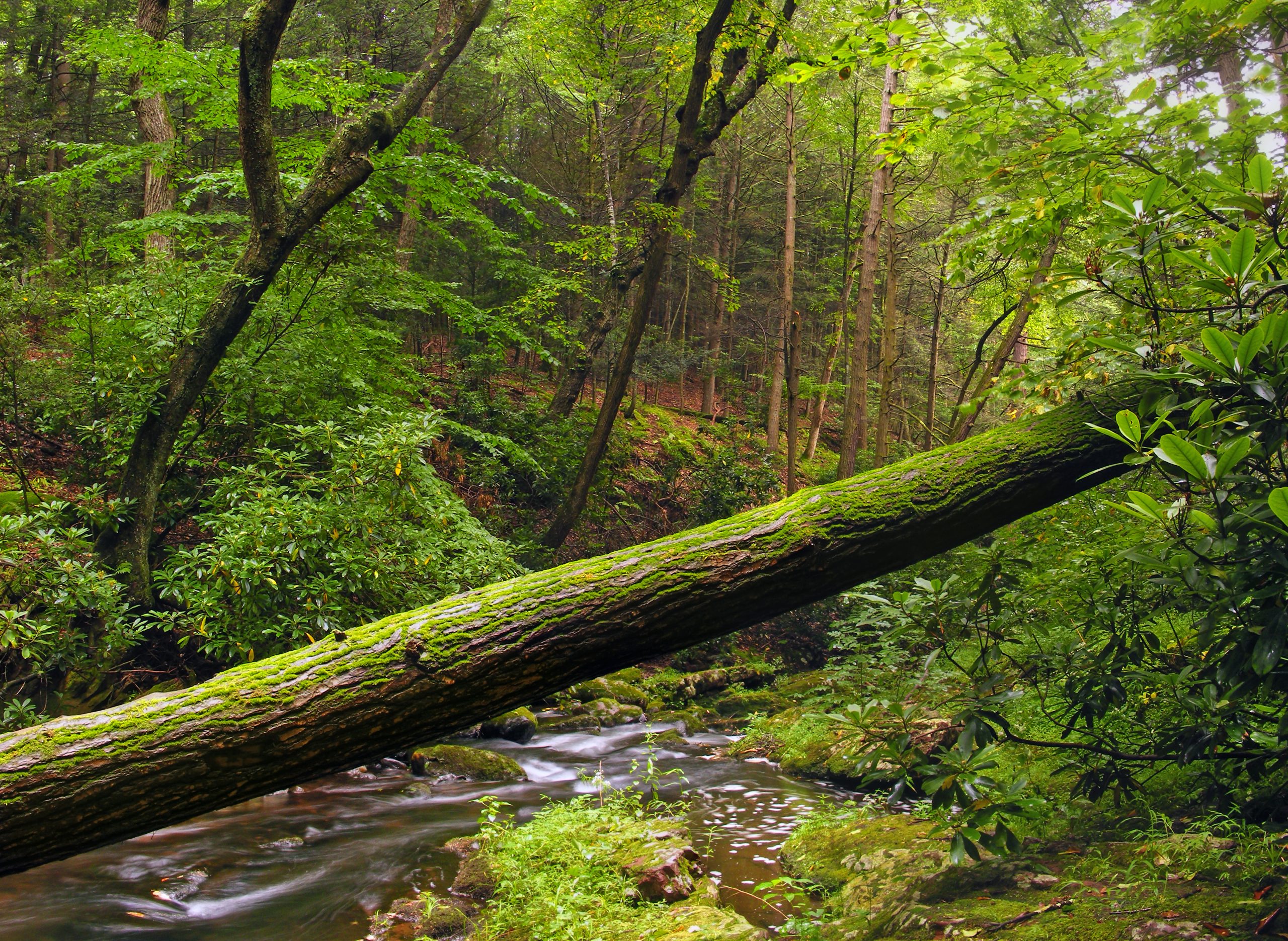 Stokes State Forest