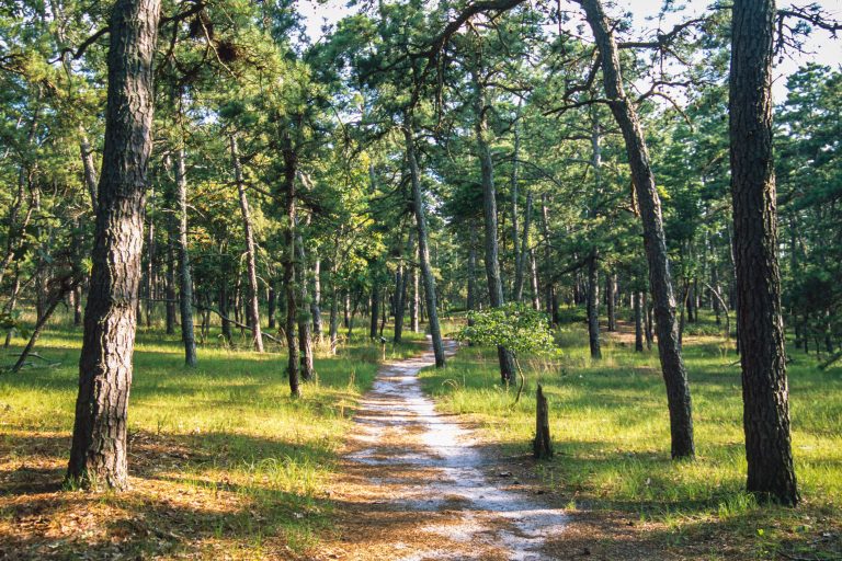 Wharton State Forest