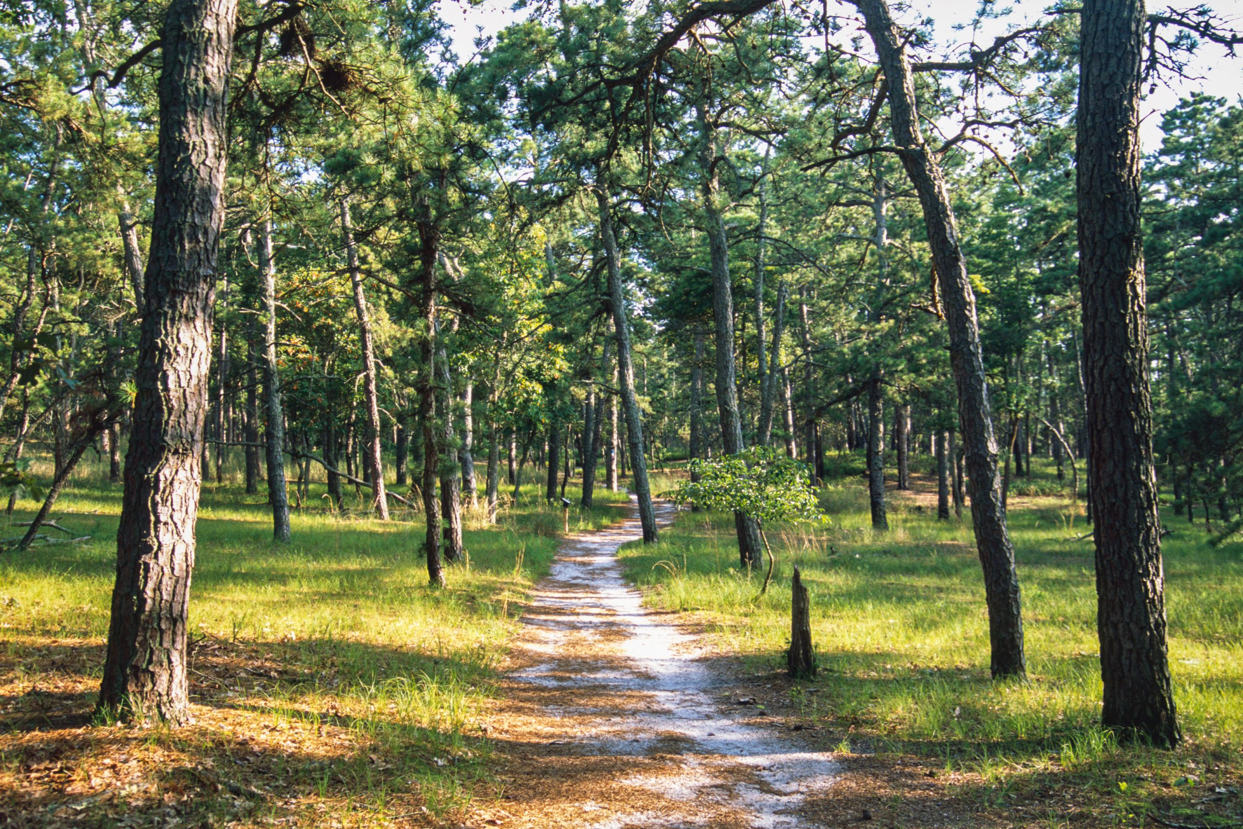 Wharton State Forest