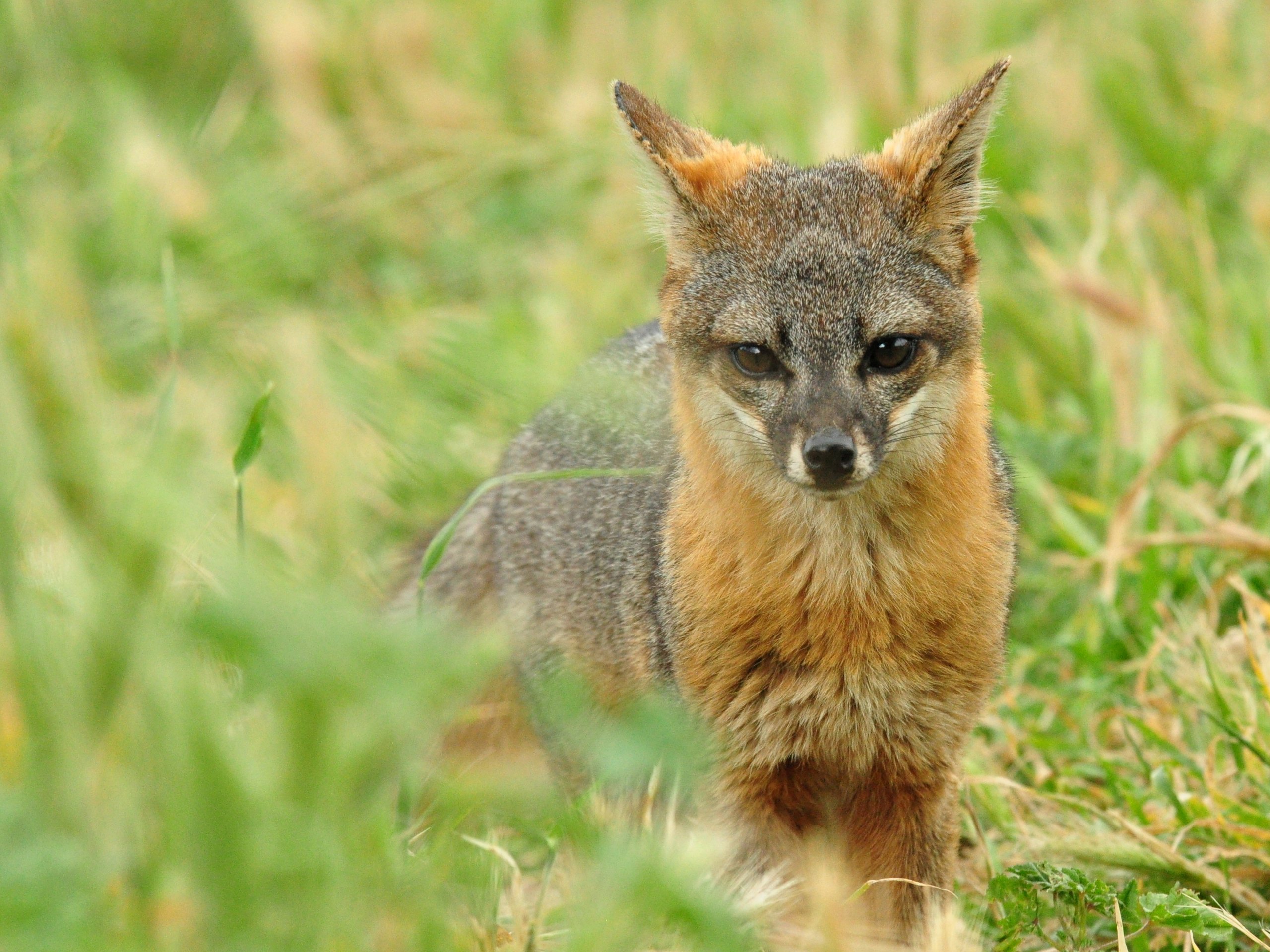 Top 10 things to do in Channel Islands National Park