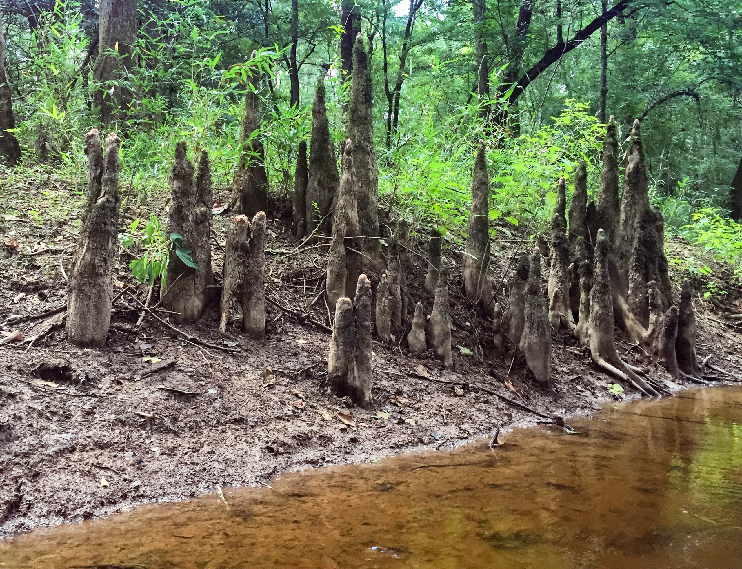 Top 8 things to do in Congaree National Park