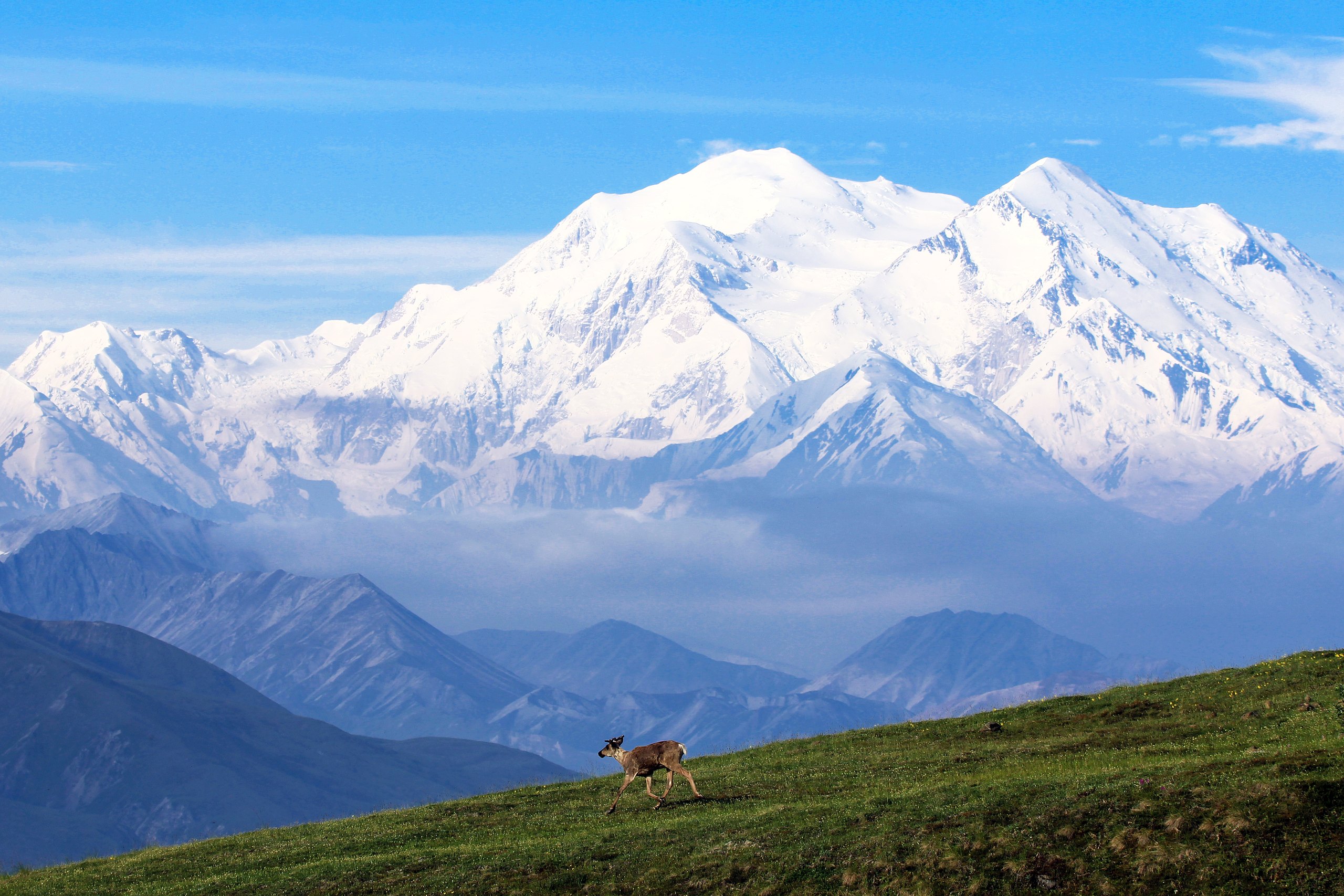 Top 9 things to do in Denali National Park