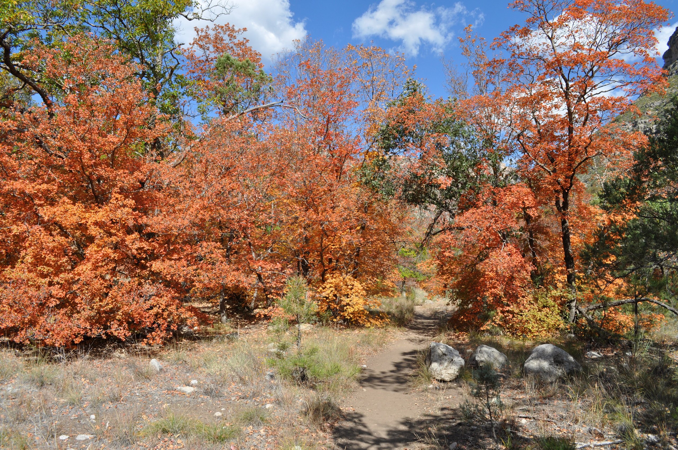 Top 9 things to do in Guadalupe Mountains National Park