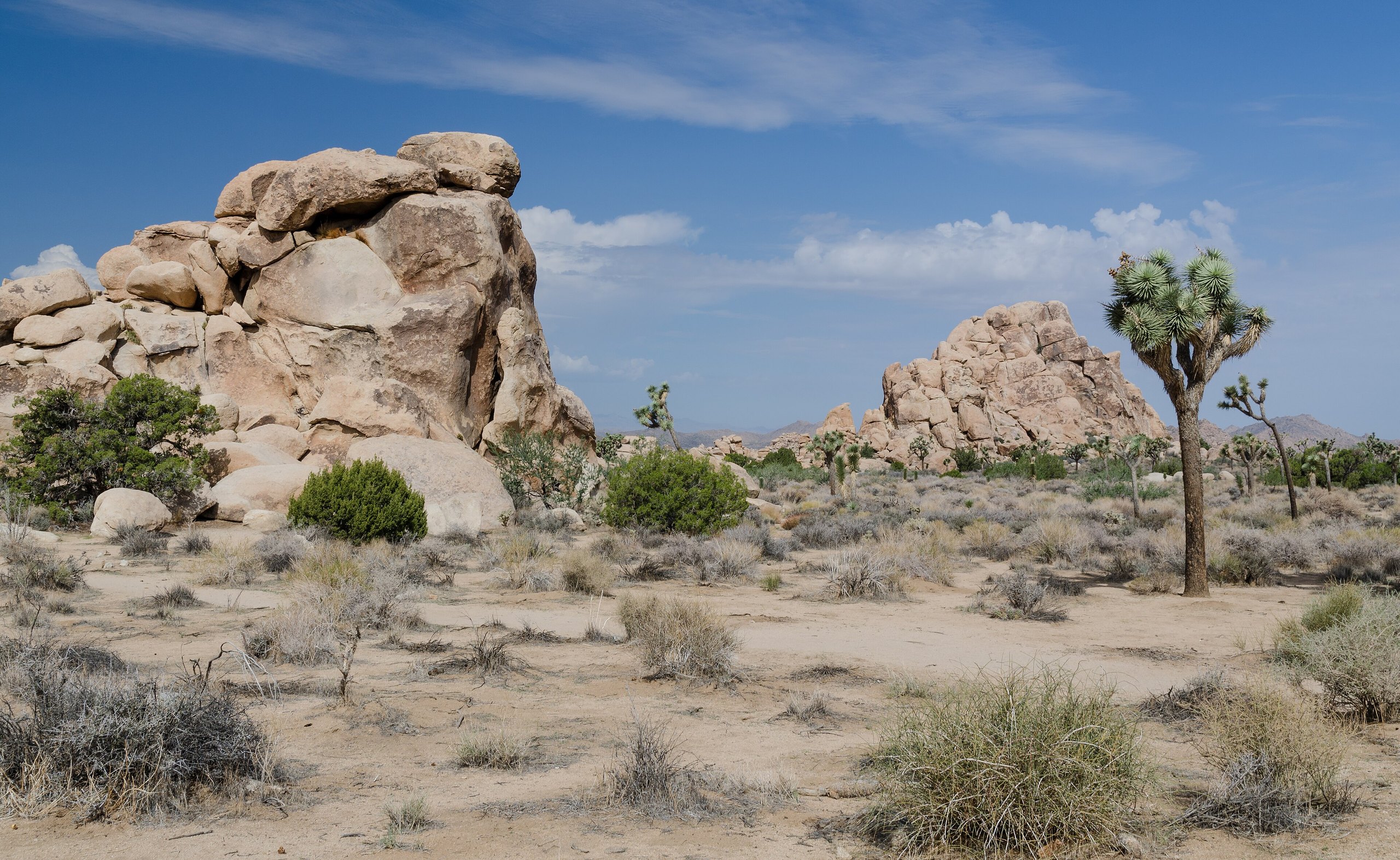 Top 11 things to do in Joshua Tree National Park
