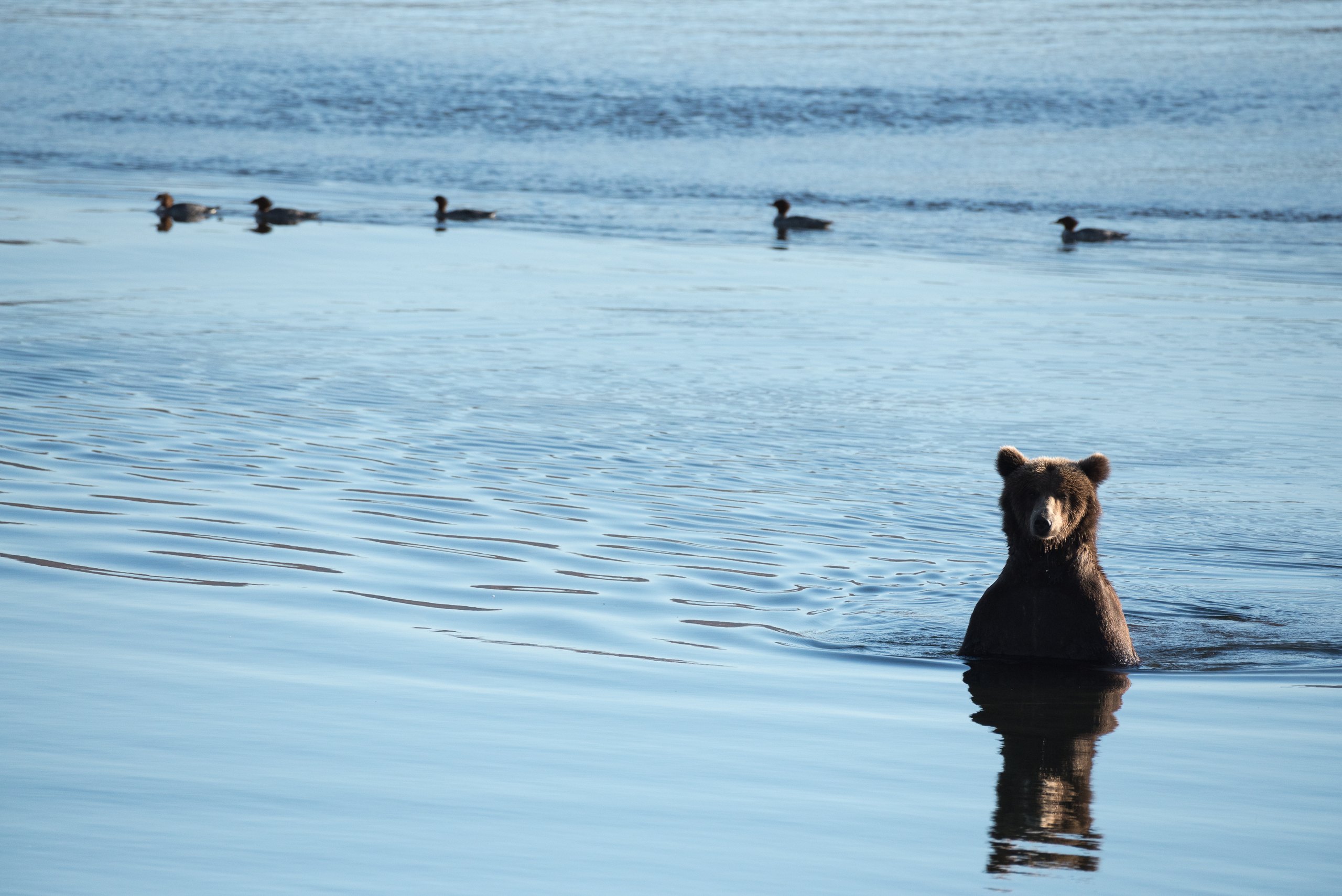 Top 9 things to do in Katmai National Park