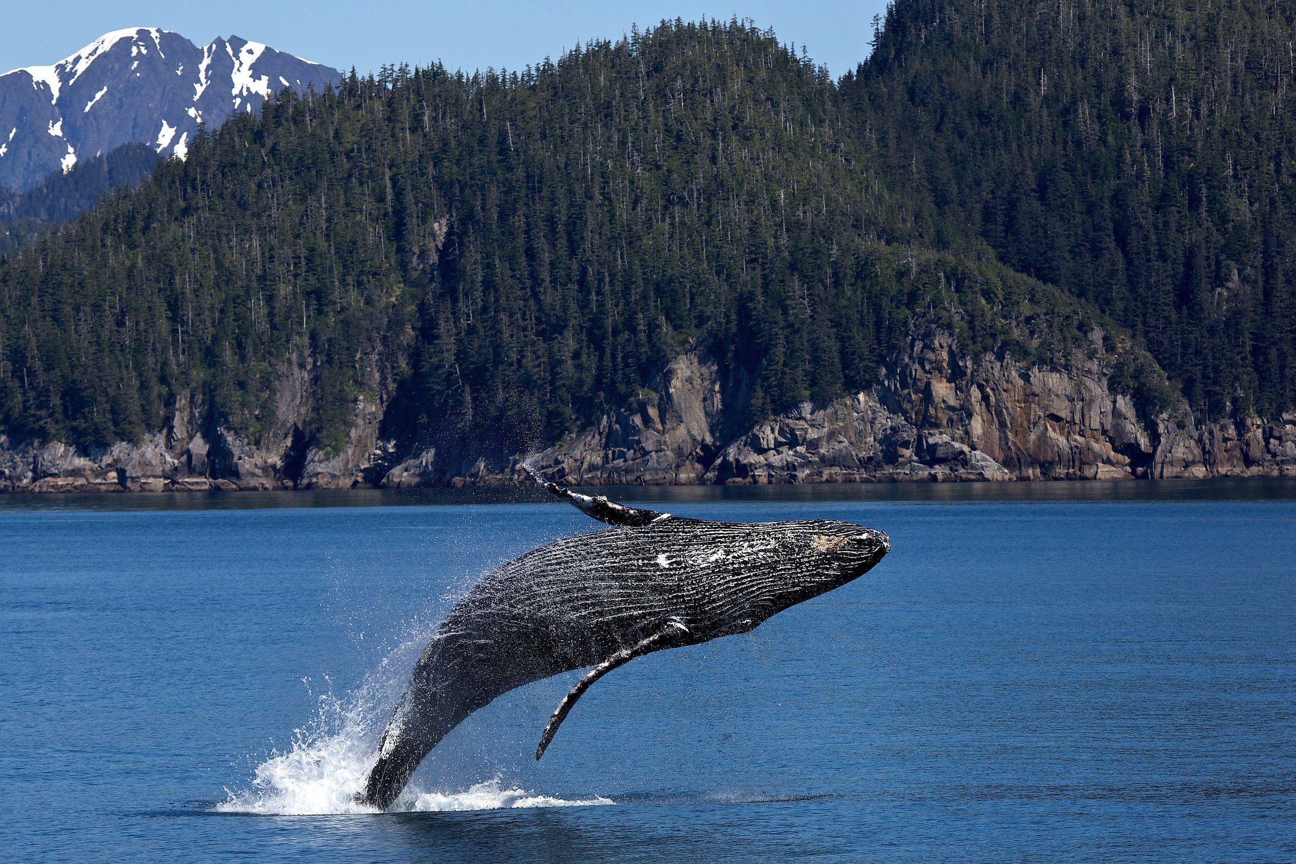 Top 8 things to do in Kenai Fjords National Park