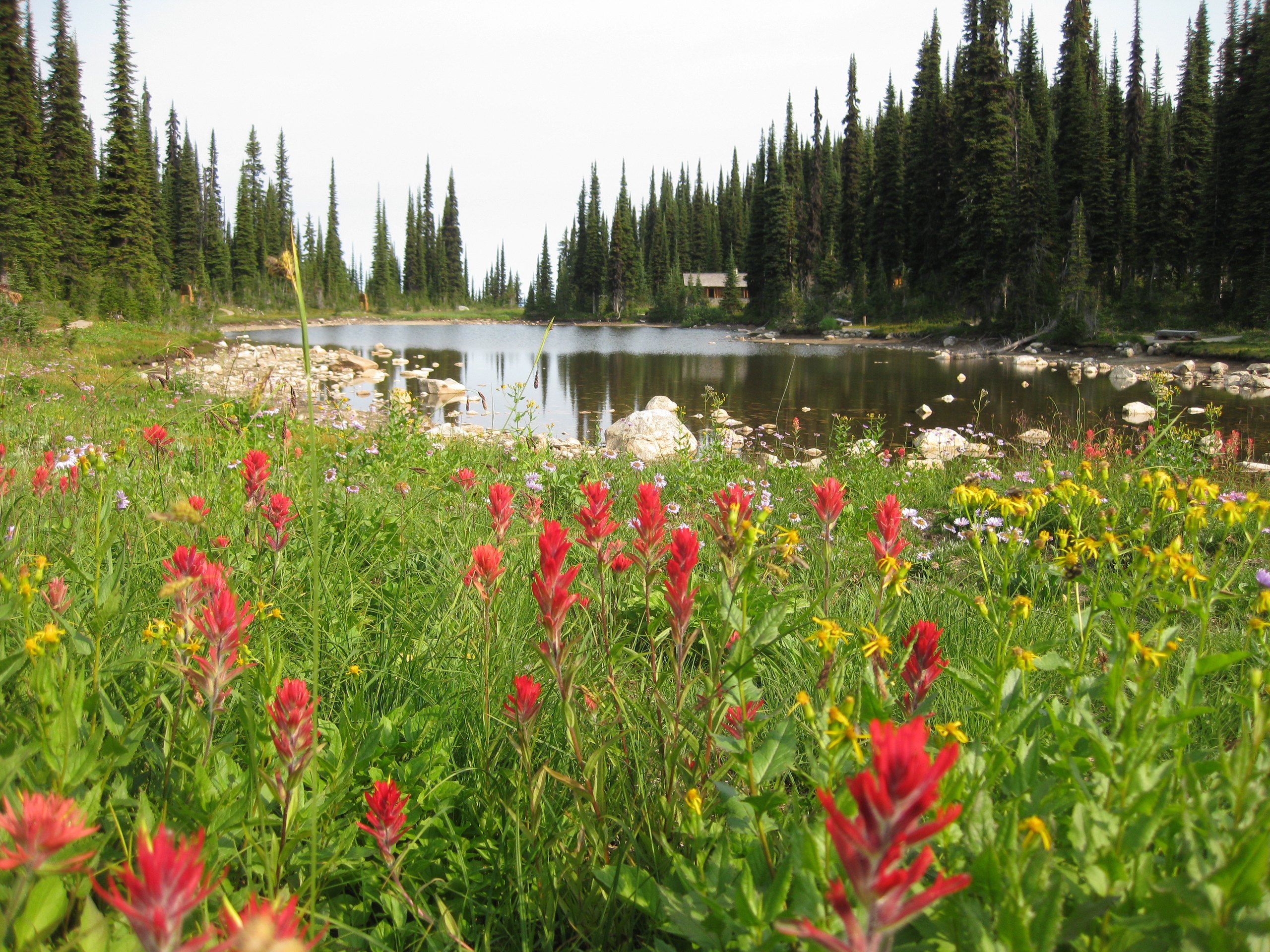 Top 7 things to do in Mount Revelstoke National Park