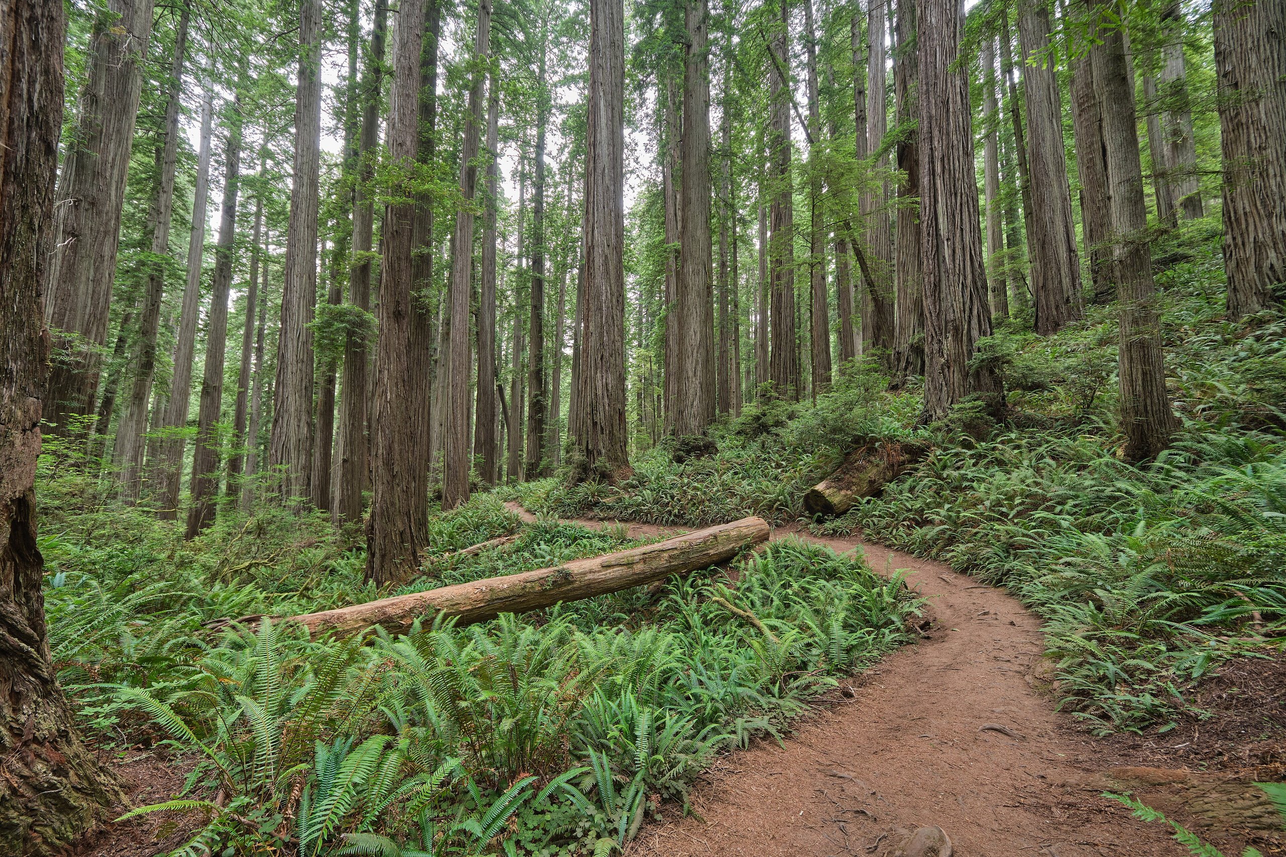 Top 9 things to do in Redwood National Park