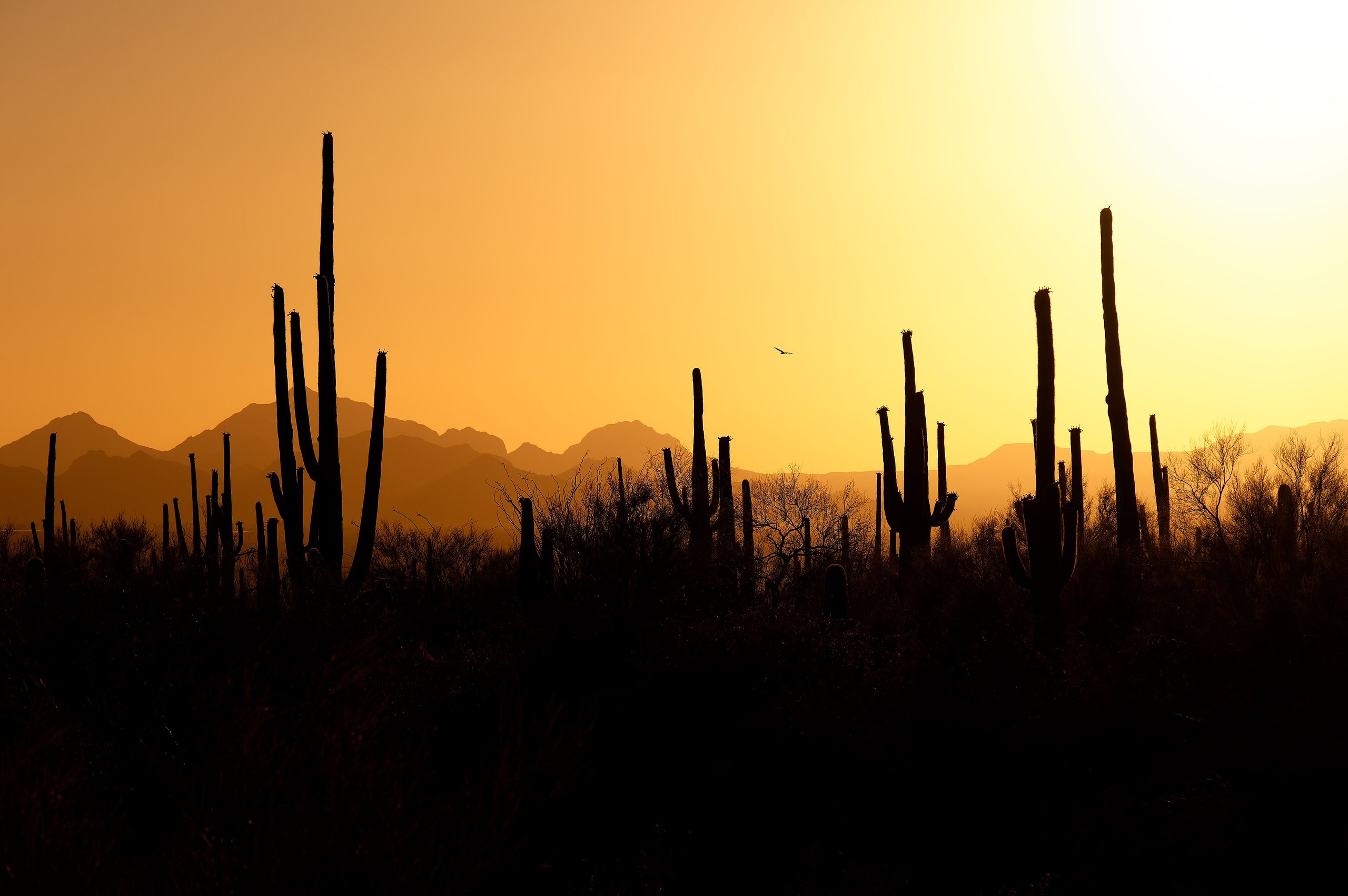 Top 9 things to do in Saguaro National Park