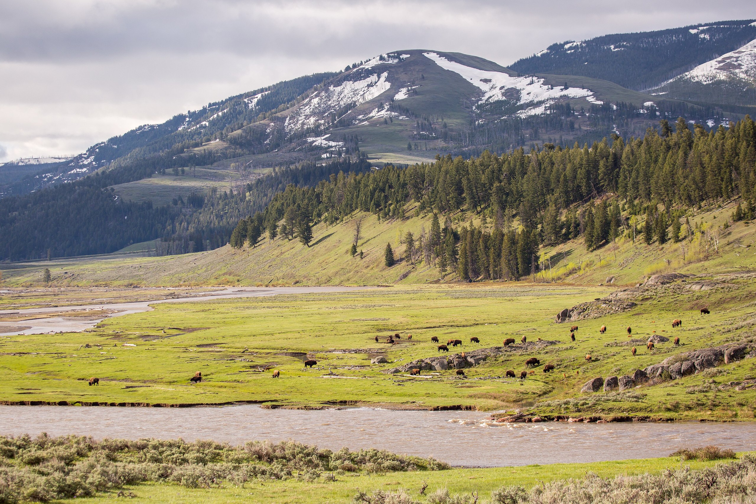 Top 12 things to do in Yellowstone National Park